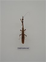 藏品(螳螂)的圖片